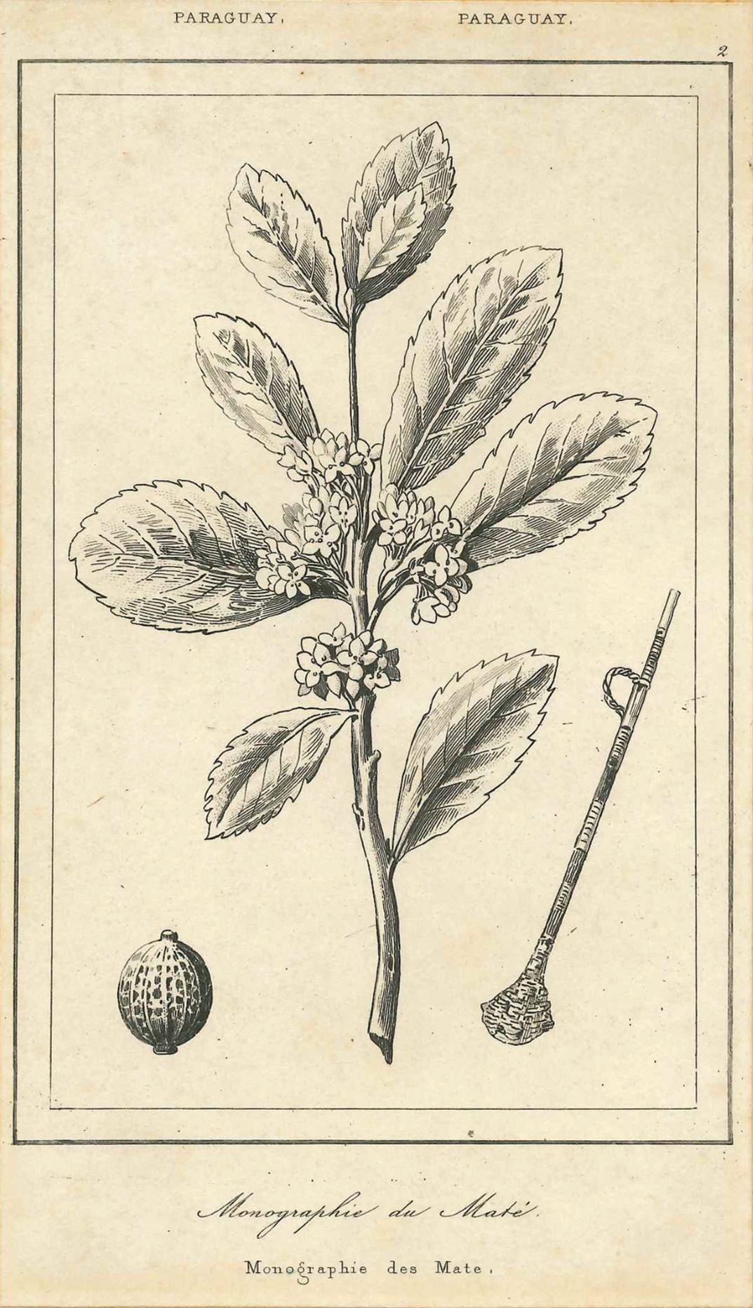 Eu Memória, Eu Floresta: História Oculta
