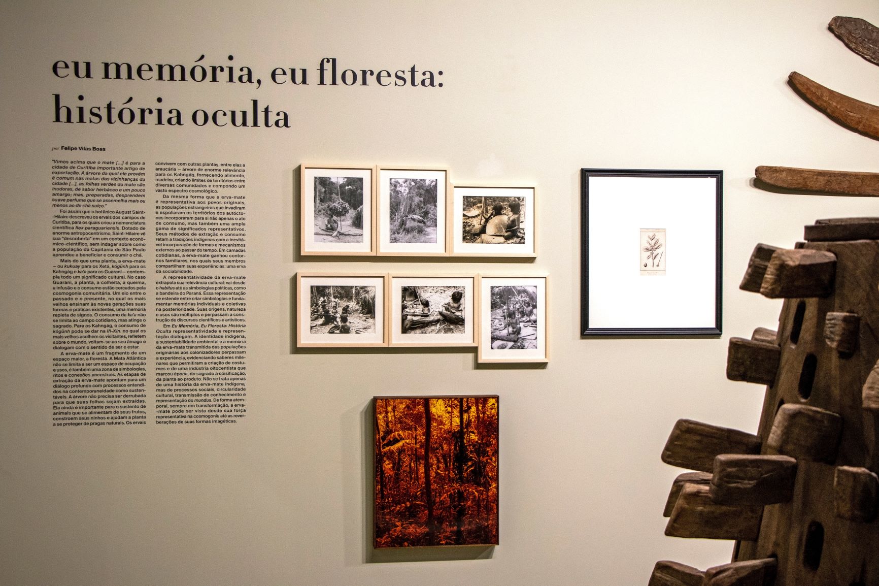 Eu Memória, Eu Floresta: História Oculta
