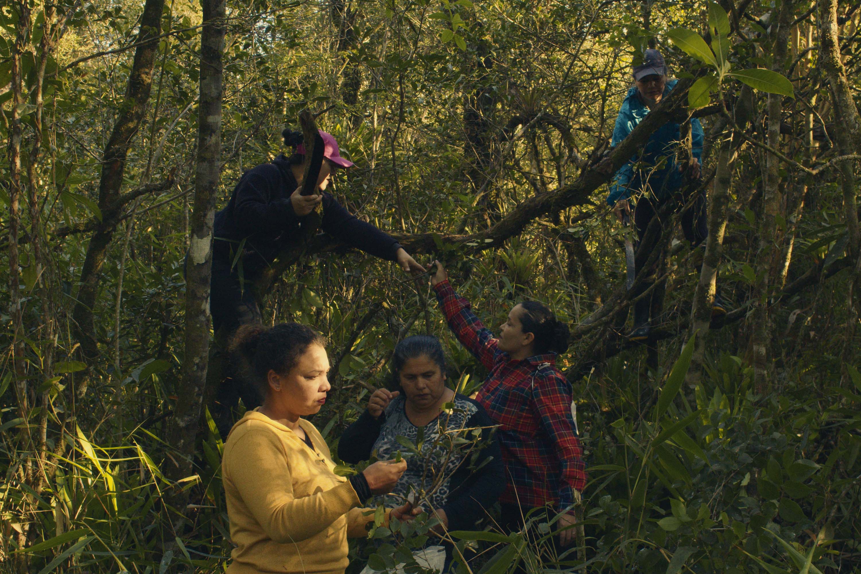 Foto: Museu Paranaense - MUPA