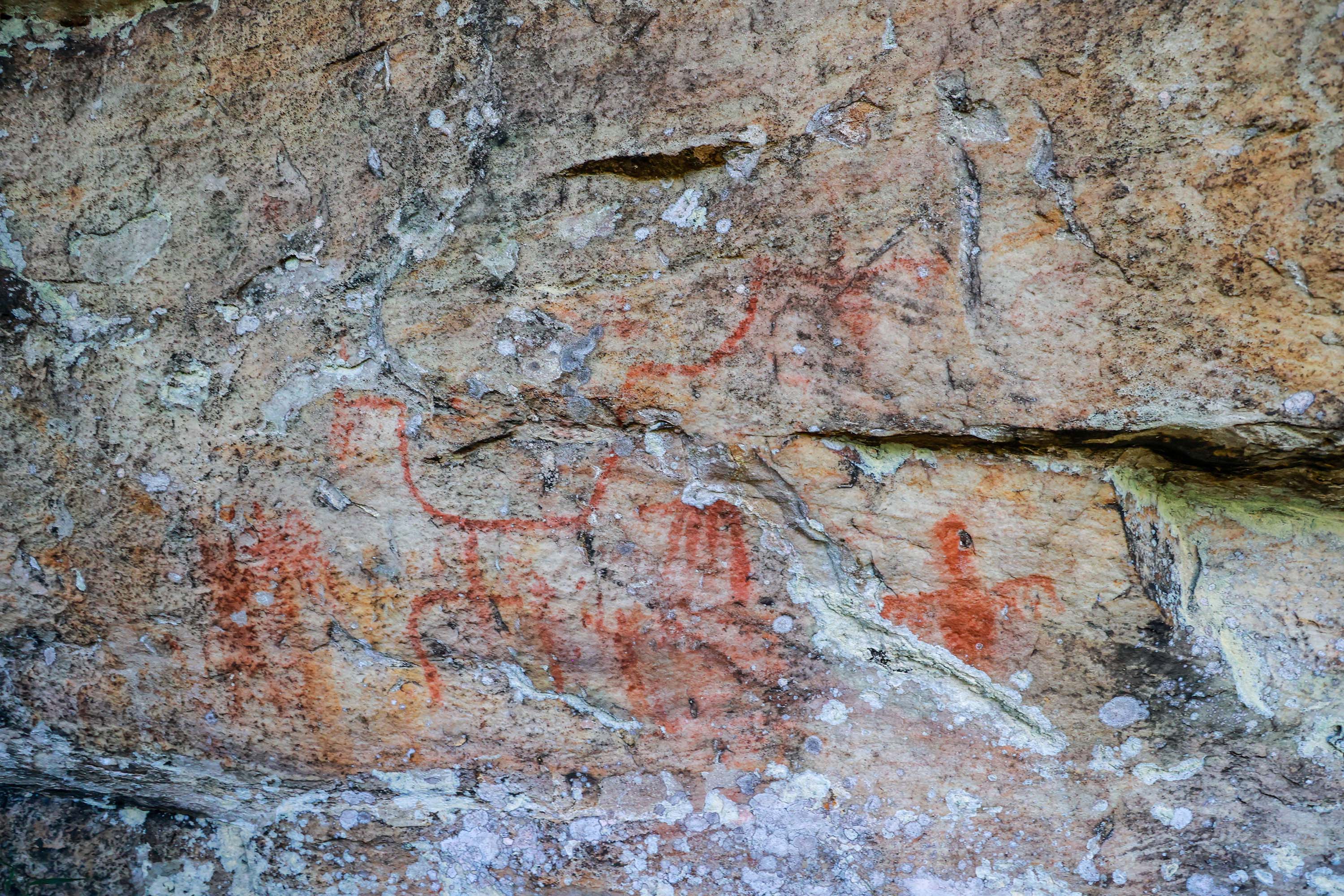 Cervos, araucárias e humanos: a pré-história do Paraná está nas paredes de Piraí do Sul