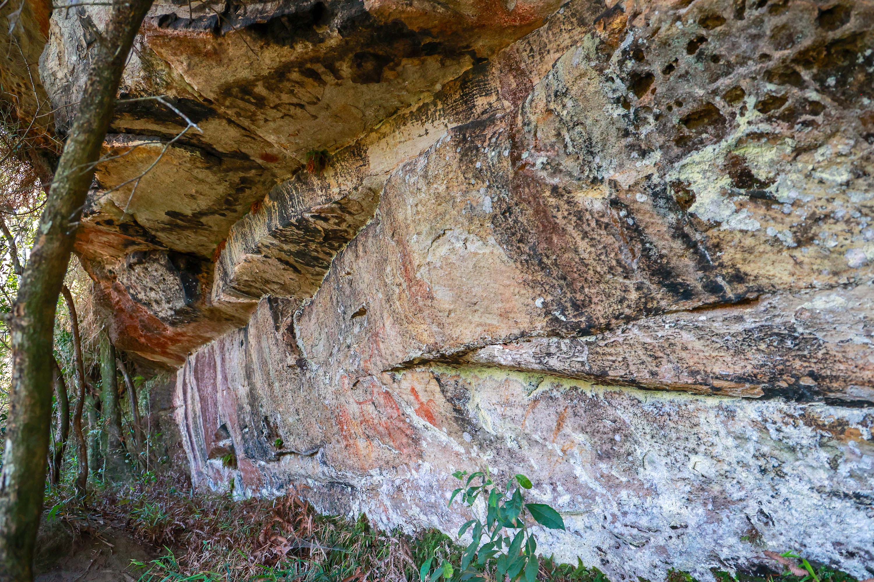 Cervos, araucárias e humanos: a pré-história do Paraná está nas paredes de Piraí do Sul