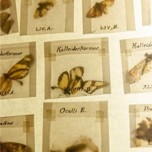 Detalhe da obra Animalis Imagibivs do artista Mauro Espíndola, em exposição no Museu Paranense. Foto Ingrid Schmaedecke/MUPA