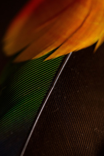 Detalhe de plumária. Foto Mariana Alves