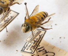 Caixa abelhas. Coleção de insetos que pertenceu a Jesus Moure. Acervo Departamento de Zoologia UFPR. Foto Ingrid Schmaedecke.
