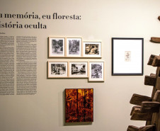 Eu Memória, Eu Floresta: História Oculta