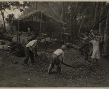 Eu Memória, Eu Floresta: História Oculta