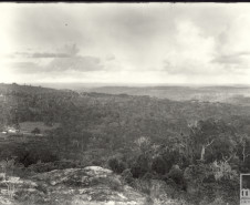 Paisagem do Paraná com Pinheiros