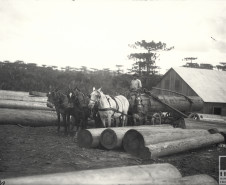 Exploração da Mata Nativa no Paraná