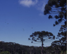 Paisagem com Pinheiros