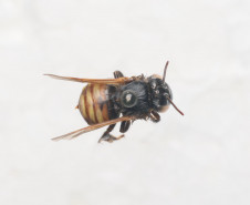 Com diferentes linguagens, MUPA inaugura exposição “Céu-Eclipse” em dezembro