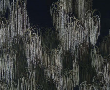 Três novidades no MON, Natal no Guaíra e estreia no MUPA estão na agenda cultural