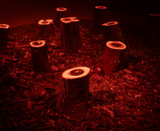 Fundação Bienal de São Paulo retorna ao Museu Oscar Niemeyer pela terceira vez com programa itinerante da 36ª Bienal de São Paulo