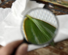 A lupa é outro material utilizado nas aulas para captar todos os detalhes das plantas. 