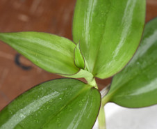 Plantas nativas brasileiras são a escolha da professora para as aulas. 