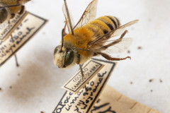 Caixa abelhas. Coleção de insetos que pertenceu a Jesus Moure. Acervo Departamento de Zoologia UFPR. Foto Ingrid Schmaedecke.