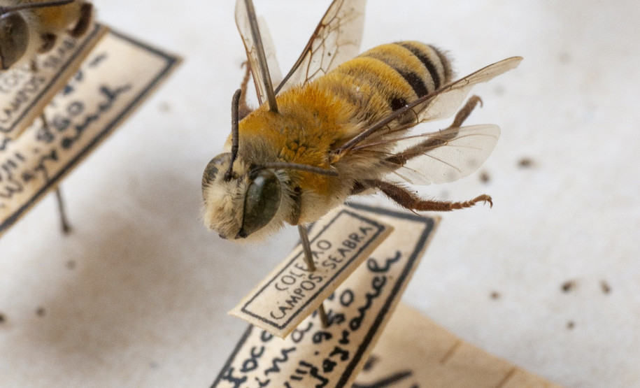 Exemplares de abelha da coleção de insetos do acervo do Departamento de Zoologia da UFPR, que farão parte da mostra "Ephemera/Perpétua".
