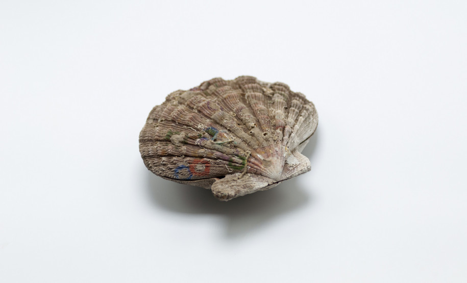 Concha de um bivalve marinho Nodipecten nodosus (Linnaeus, 1758), uma espécie de molusco também conhecido como vieira, originário de Matinhos, litoral do Paraná. Coleção Lange de Morretes. Acervo Museu Paranaense.