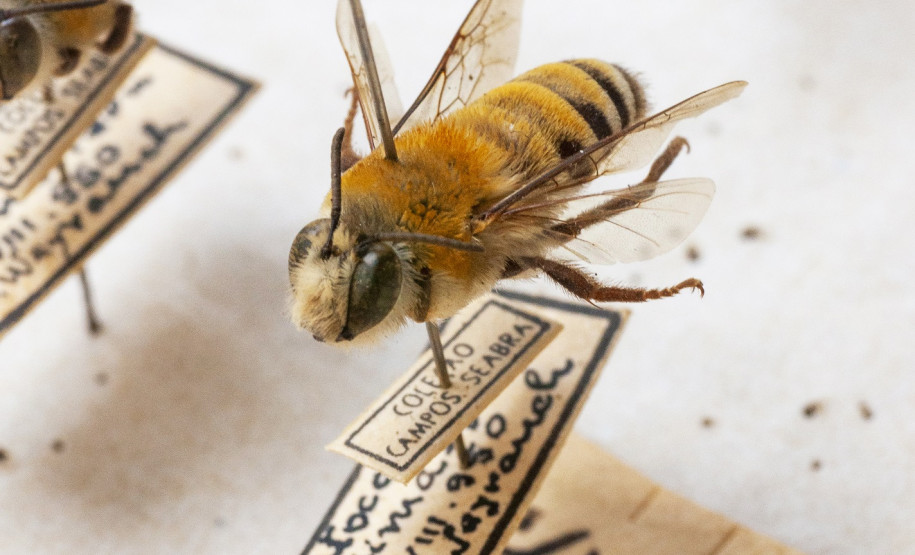 Caixa abelhas. Coleção de insetos que pertenceu a Jesus Moure. Acervo Departamento de Zoologia UFPR. Foto Ingrid Schmaedecke.