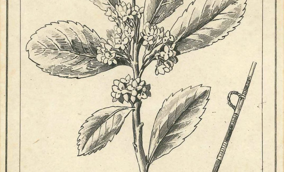 Eu Memória, Eu Floresta: História Oculta