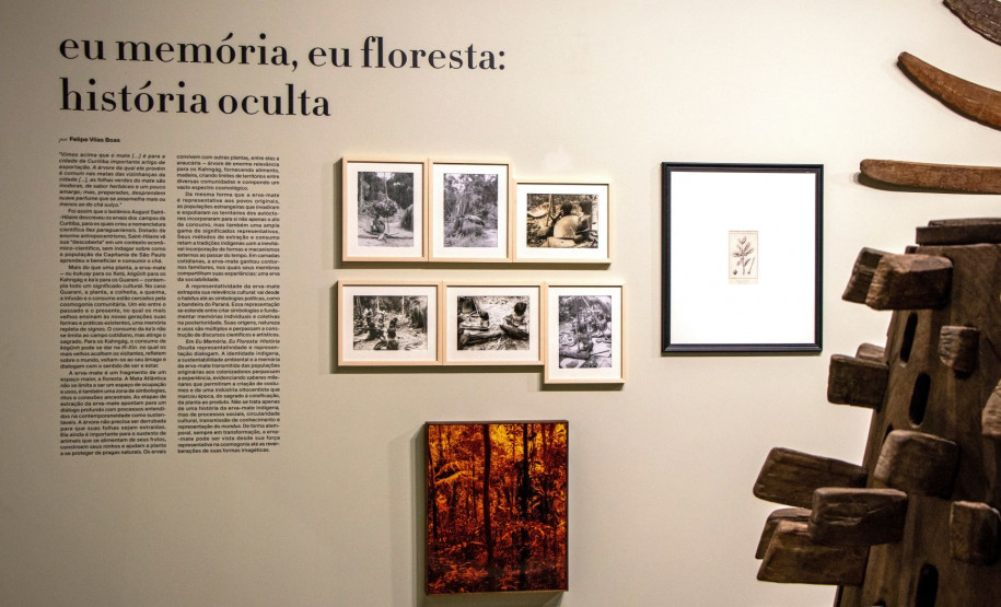 Eu Memória, Eu Floresta: História Oculta