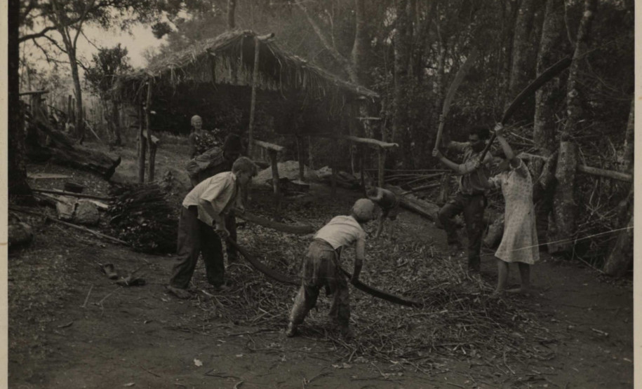 Eu Memória, Eu Floresta: História Oculta