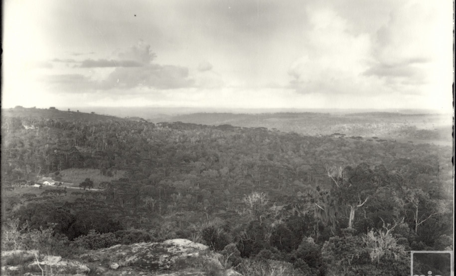 Paisagem do Paraná com Pinheiros