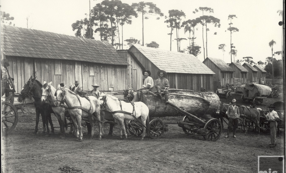 Exploração da Mata Nativa no Paraná
