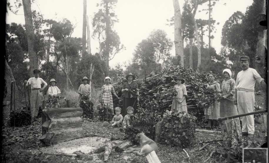 Colheita de erva mate no Paraná