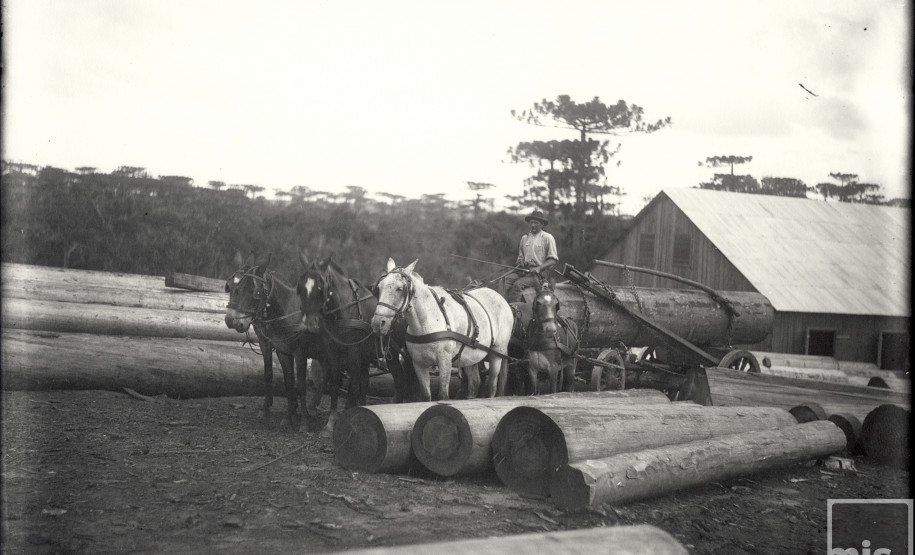 Exploração da Mata Nativa no Paraná