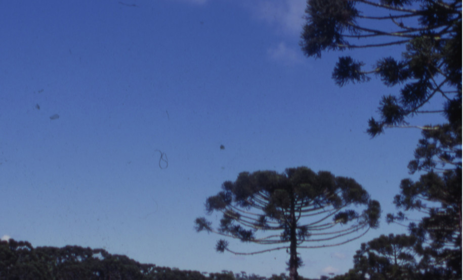 Paisagem com Pinheiros