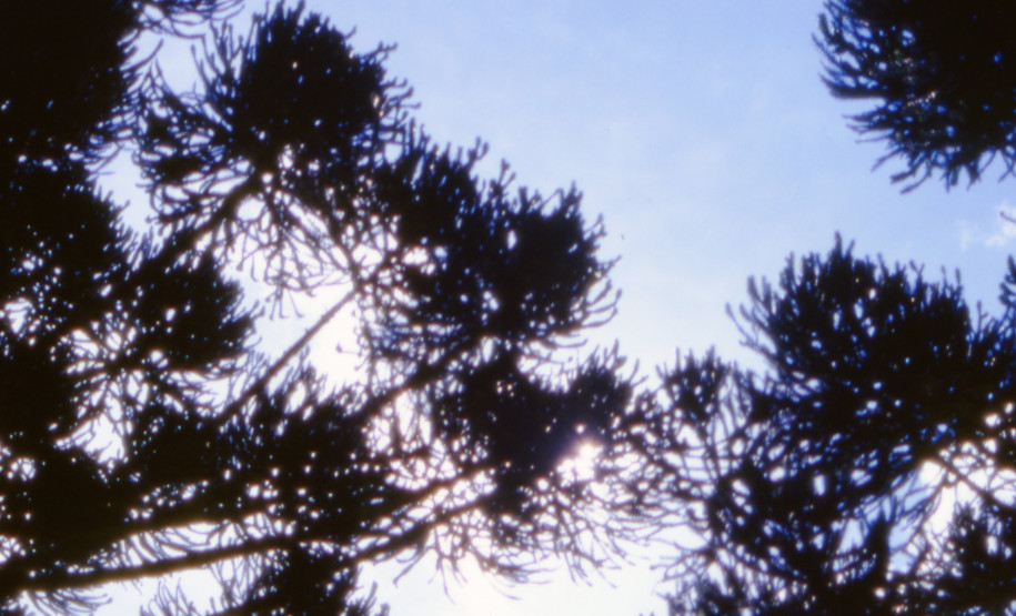 Pinherais Paranaenses em Curitiba