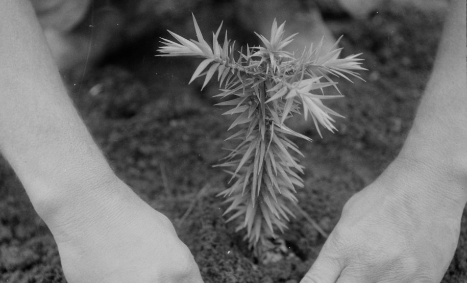 Cultivo da araucária no Paraná