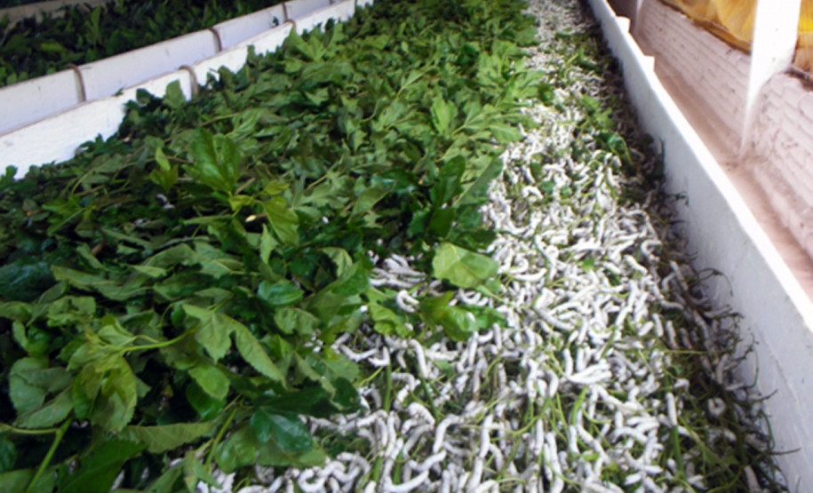 Bichos da seda em plena atividade