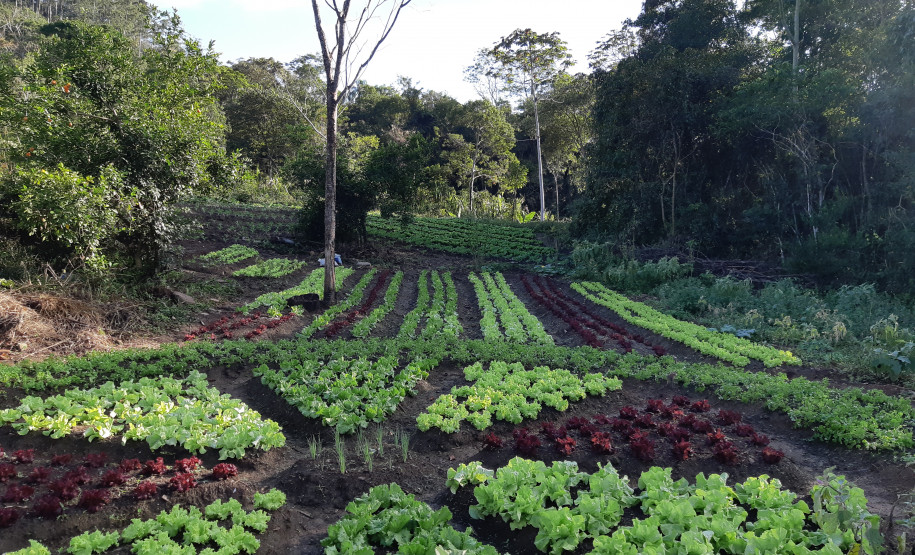 Feira de Sementes Quilombolas