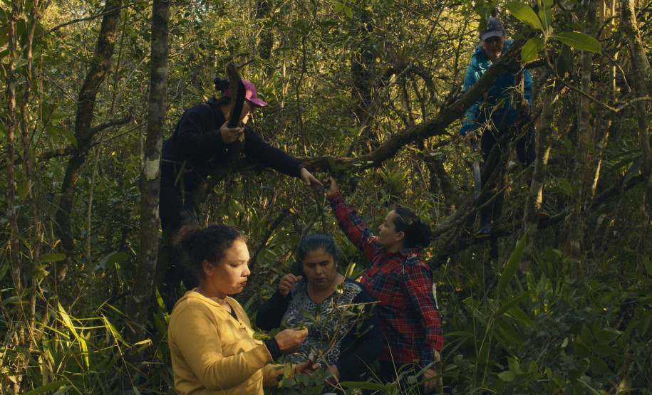 Foto: Museu Paranaense - MUPA