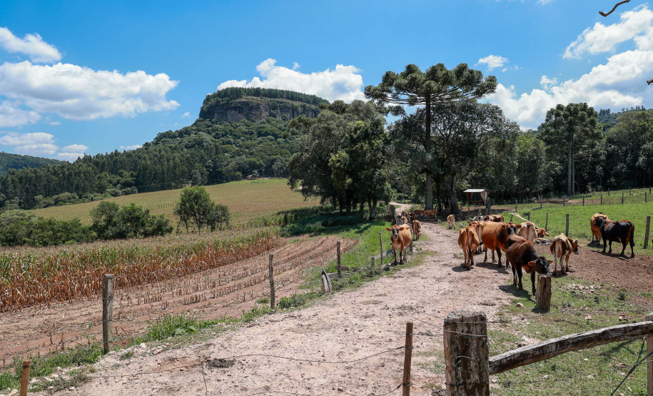 Cervos, araucárias e humanos: a pré-história do Paraná está nas paredes de Piraí do Sul