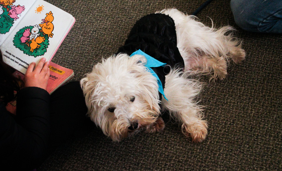 Biblioteca Pública do Paraná (BPP) - Leitura Amiga – Leitura de livros por crianças visitantes para os animais adestrados da ONG Cão Amigo, com coordenação da escritora Célia Cris. No sábado (14), às 10h