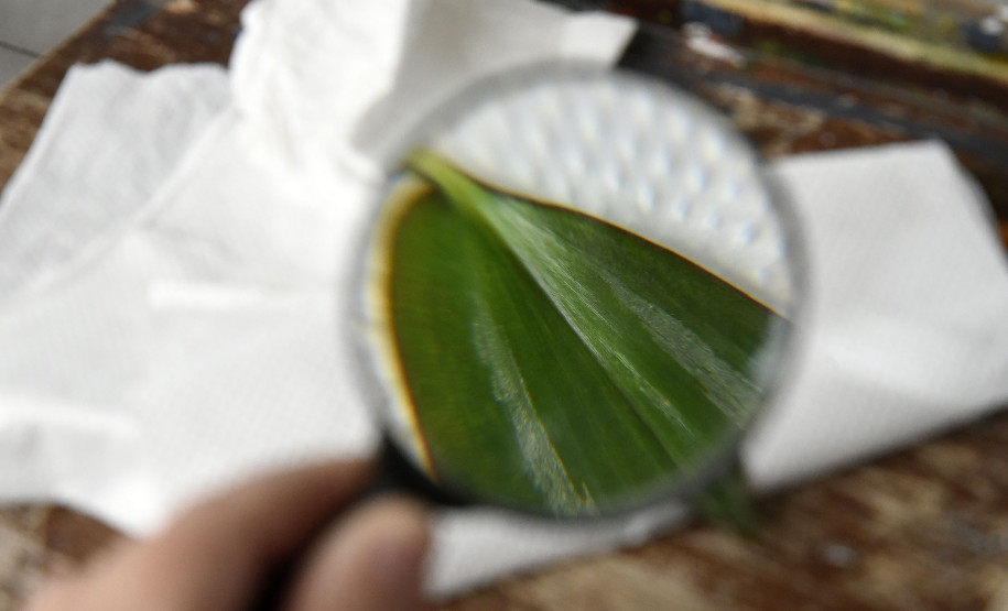 A lupa é outro material utilizado nas aulas para captar todos os detalhes das plantas.