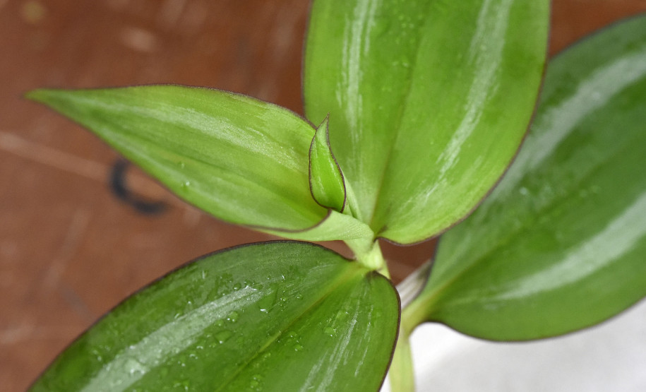 Plantas nativas brasileiras são a escolha da professora para as aulas.